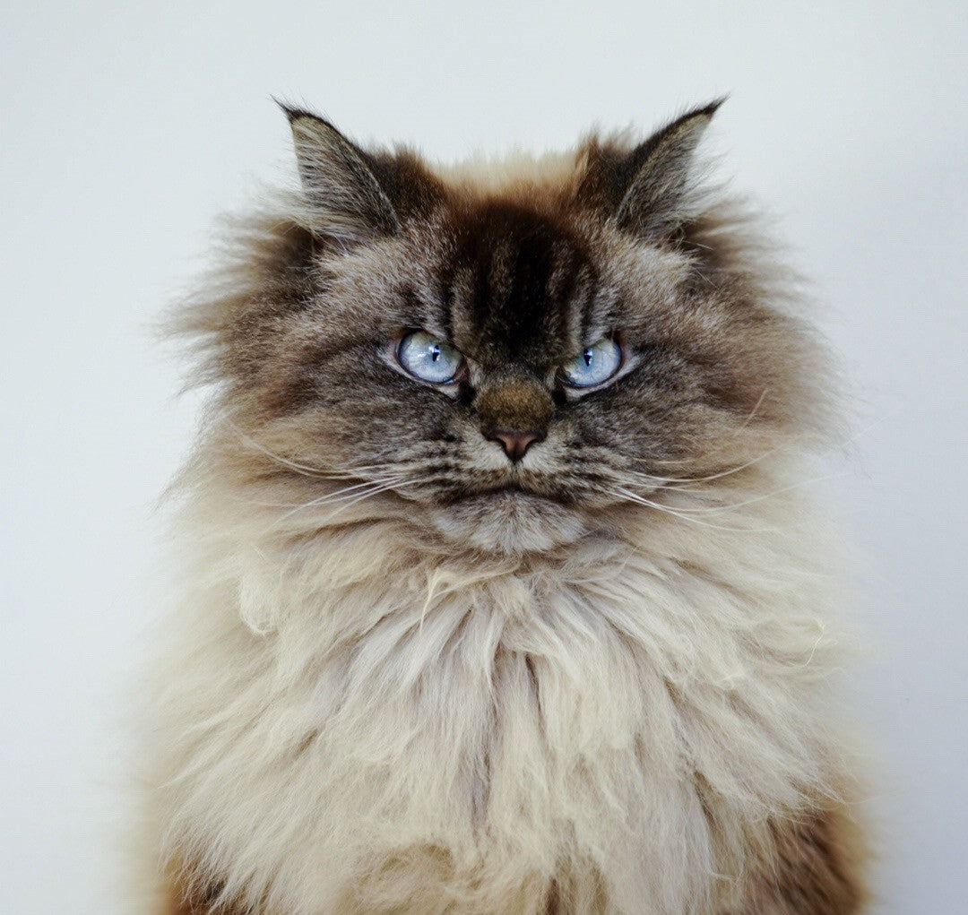 Merlin the Mad Ragdoll – MERLIN THE MAD RAGDOLL